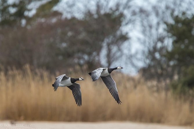 BIRDWATCH - Premium guided canoe tour at Cape Vente, Nemunas Delta Regional Park - Cape Venté in the Nemunas Delta: why this bird list matters