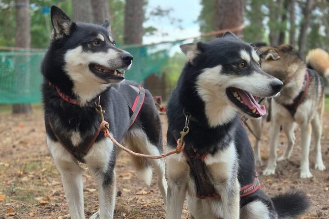 Husky Trekking in Natural Park near Vilnius - Key things to know before you go