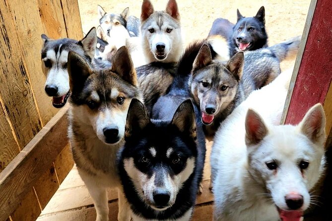 Husky Trekking in Natural Park near Vilnius - Choose Your Distance: 1 km, 5 km, or 10 km