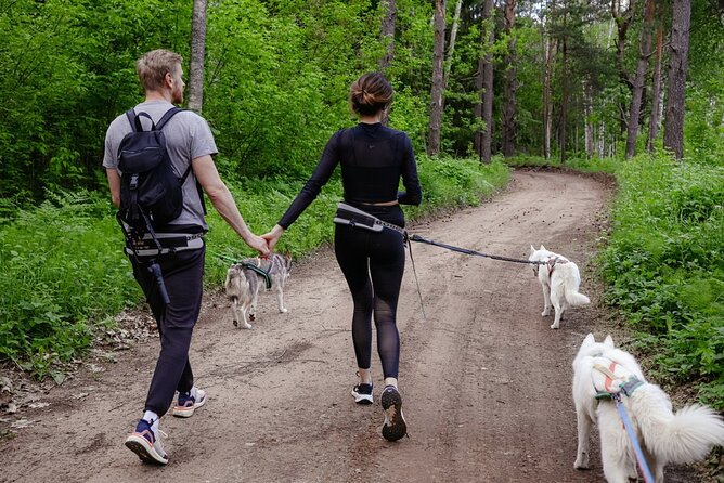 Husky Trekking in Natural Park near Vilnius - The Husky Village Setup, Belts, and How Your Walk Works