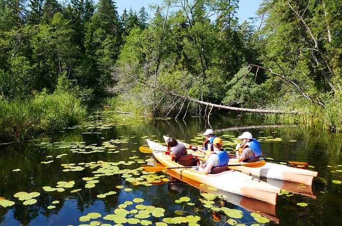 Kayaking down Sventoji River (mini) - What It Feels Like on the Water: Easygoing, Nature Focused