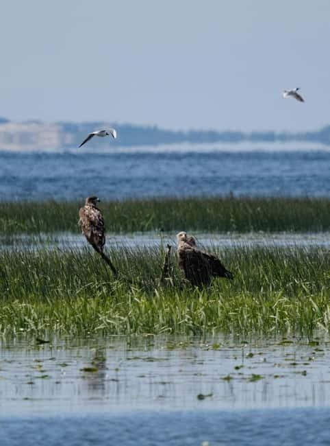 Nida: Bird-Watching Adventure in Nemunas Delta - Key Things I’d Watch For on This Nida Birding Trip