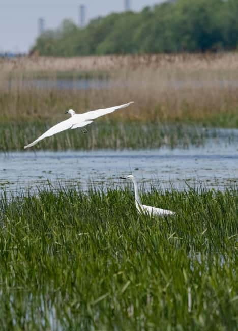 Nida: Bird-Watching Adventure in Nemunas Delta - Why the Nemunas Delta Bird Tour Feels More Like Fieldwork Than Sightseeing