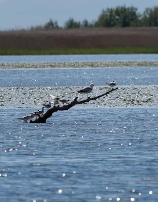 Nida: Bird-Watching Adventure in Nemunas Delta - The Guide Factor, Including Aegis and Interest-Based Tweaks