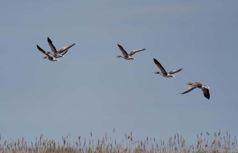 Nida: Bird-Watching Adventure in Nemunas Delta - Practical Tips Before You Go, Plus Comfort on the Water