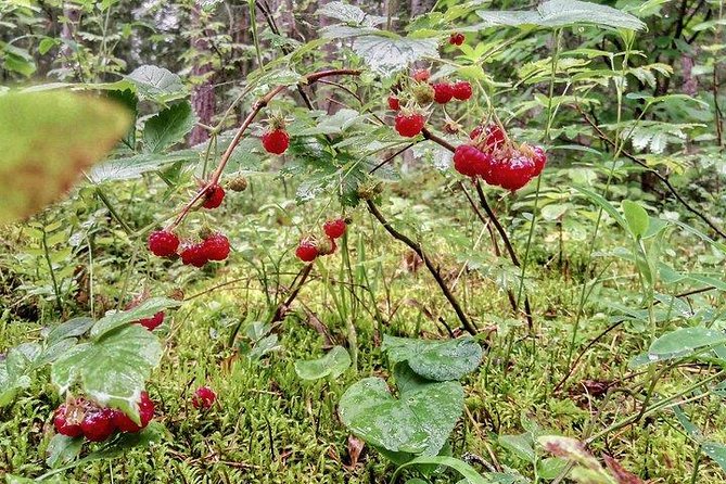 One-day Hiking tour in Aukštaitija National Park, Lithuania - Price and value: what $168.22 buys you in the woods