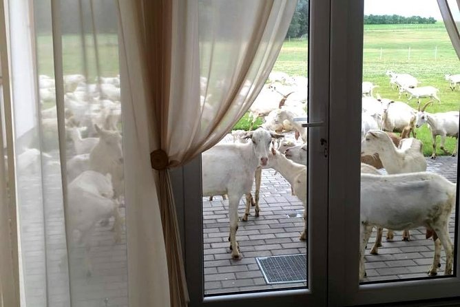 Private day tour from Vilnius to goat Cheese farm and Kernave historical capital - Private Vilnius goat cheese plus Kernavė: how the half-day really works